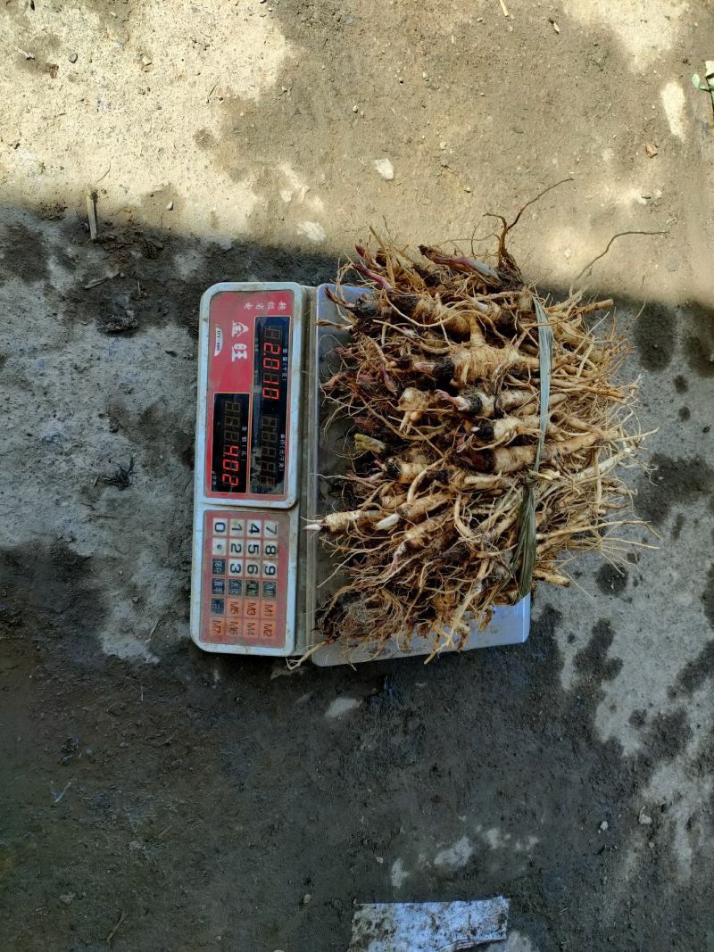 独活苗，肉独活苗，农户自产自销，可零售和包地合作
