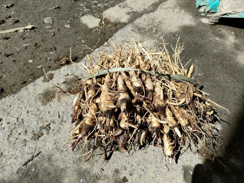 独活苗，肉独活苗，农户自产自销，可零售和包地合作
