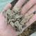 竹节参，野生竹节参一手货源，产地直供道地药材，一公斤起批