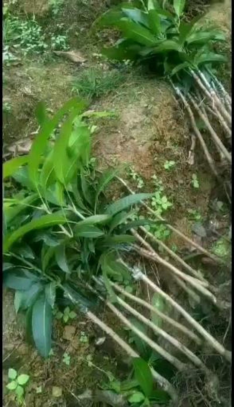 金煌芒树苗金煌杯苗