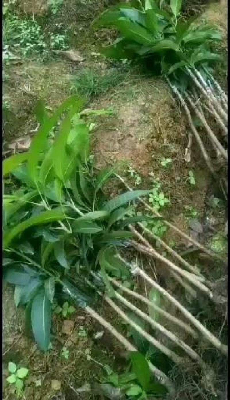 金煌芒树苗金煌杯苗