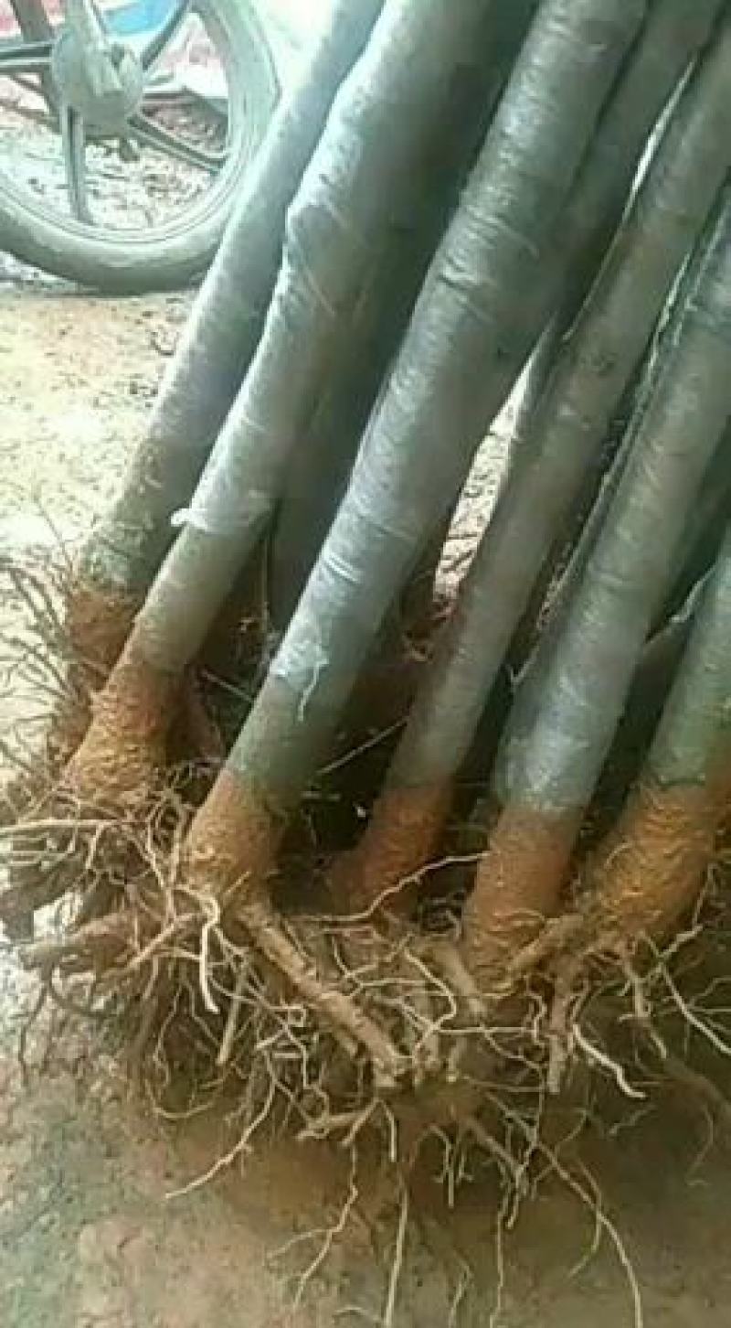 金煌芒树苗金煌杯苗