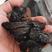 俄罗斯桦树茸精品稀有黑油粒，黑金粒，木桶