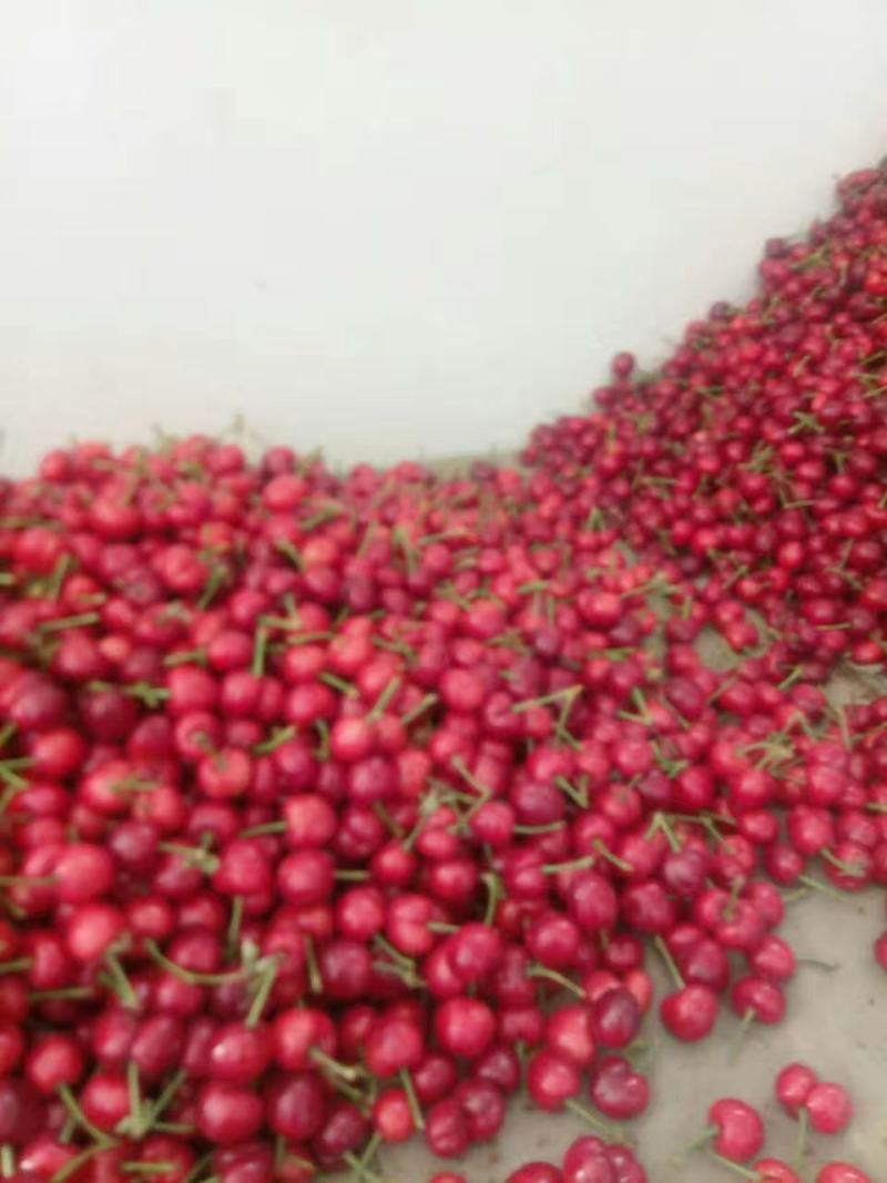 山东美枣大樱桃，布鲁克斯，沙米托