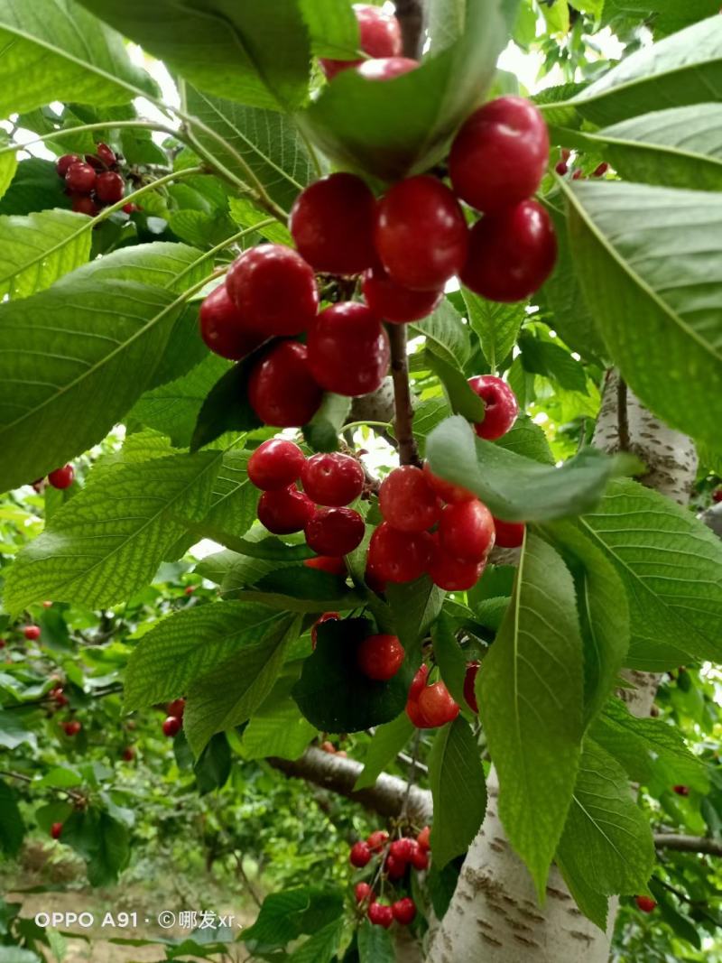 山东美枣大樱桃，布鲁克斯，沙米托