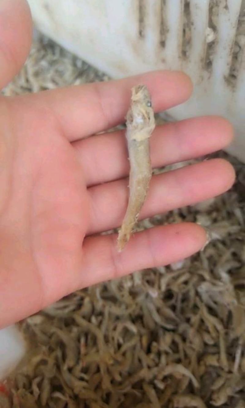 饲料小鱼喂虾蟹鱼食用油炸烘干盐干自家加工一手货源