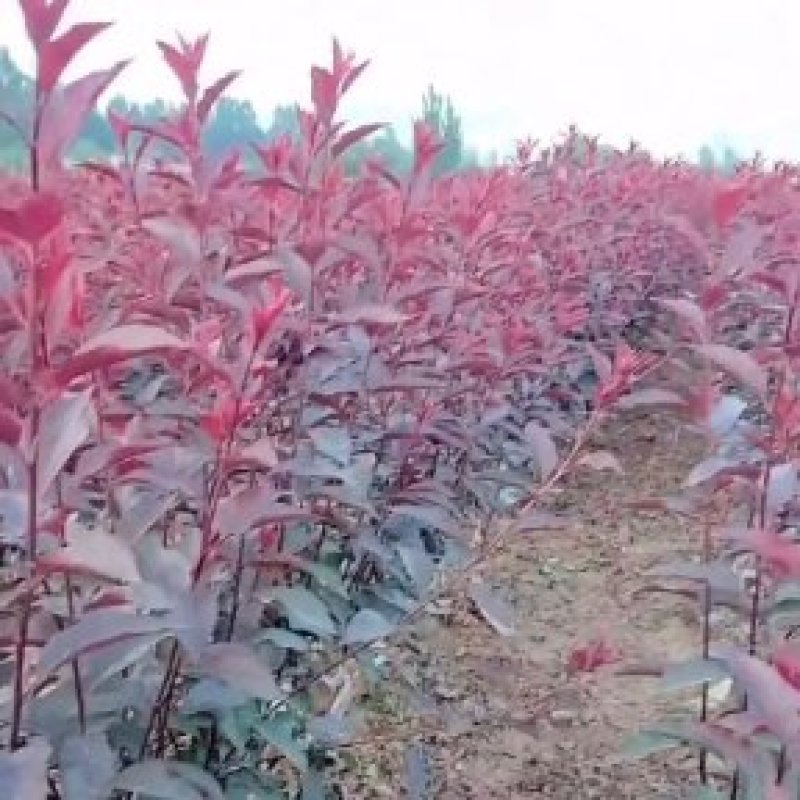 樱桃树苗俄罗斯8号红灯沙蜜豆品质保证价格优