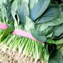 山东圆叶菠菜小叶菠菜做工精细质量保证产地直供