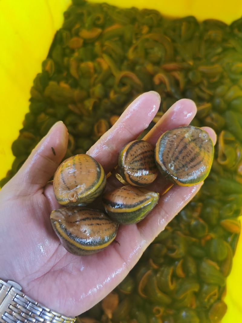 【种蛭】苏南25年特大水蛭产茧率99%产地直供电联优惠