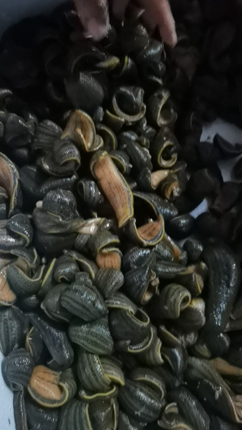 【种蛭】苏南25年特大水蛭产茧率99%产地直供电联优惠