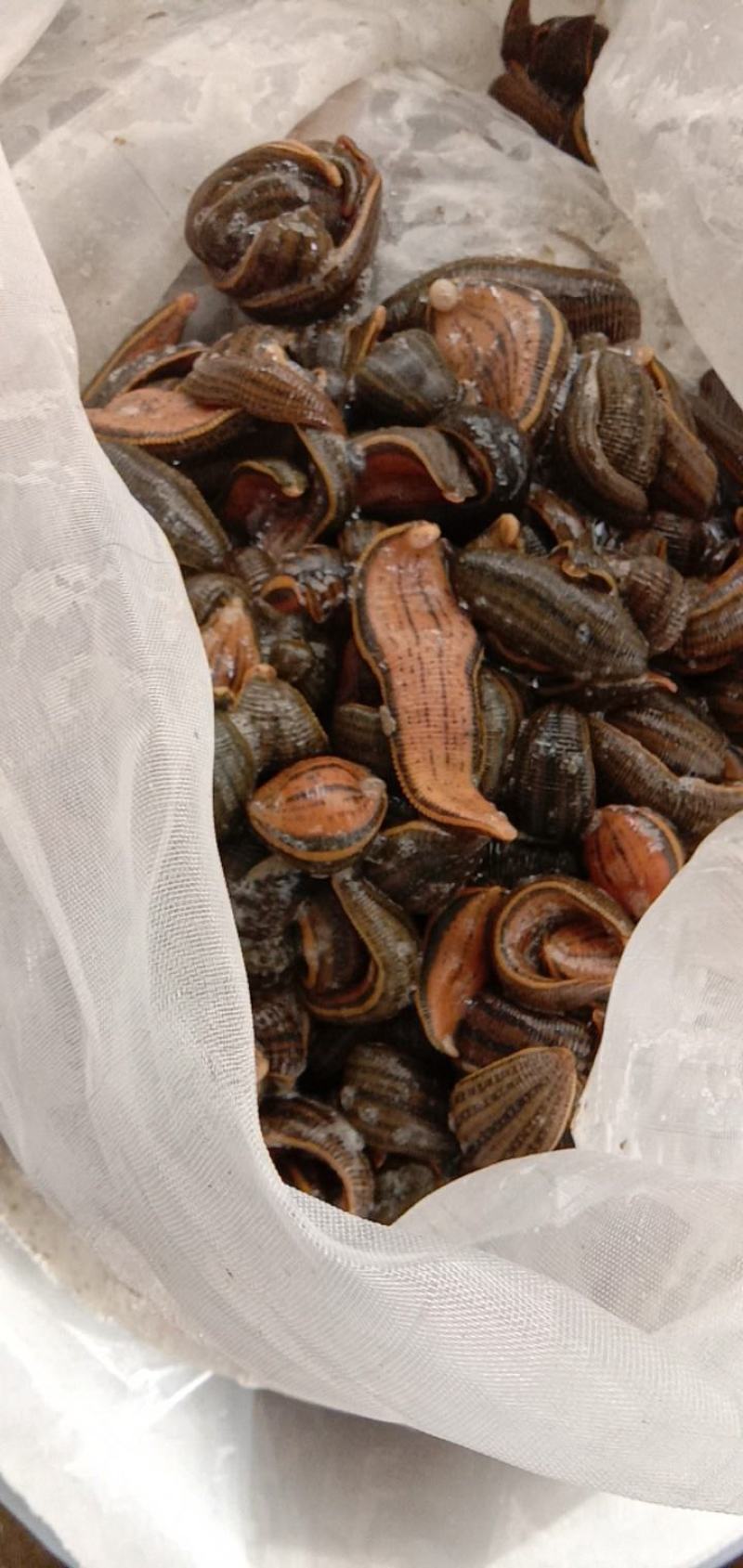 【种蛭】苏南25年特大水蛭产茧率99%产地直供电联优惠