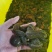 【种蛭】苏南25年特大水蛭产茧率99%产地直供电联优惠