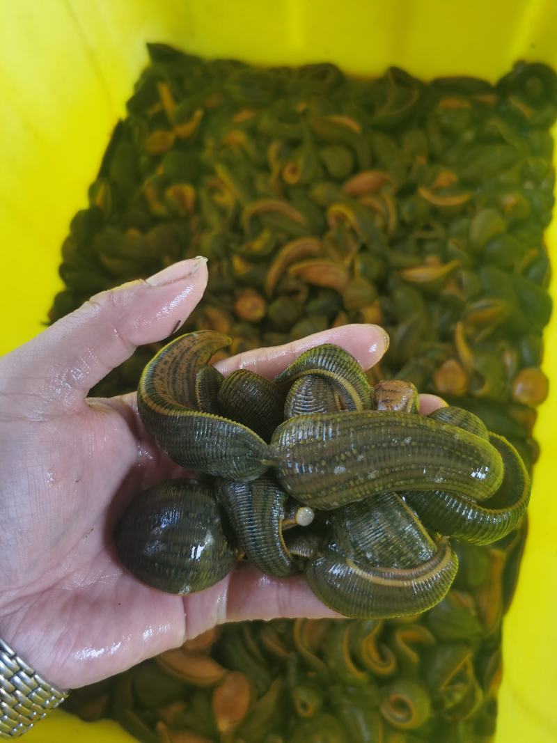 【种蛭】苏南25年特大水蛭产茧率99%产地直供电联优惠