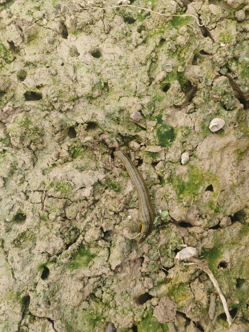 【种蛭】苏南25年特大水蛭产茧率99%产地直供电联优惠