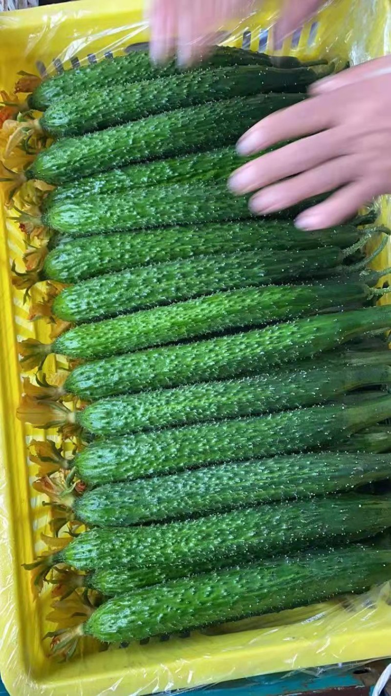 黄瓜，精品黄瓜，温室大棚种植顶花带刺