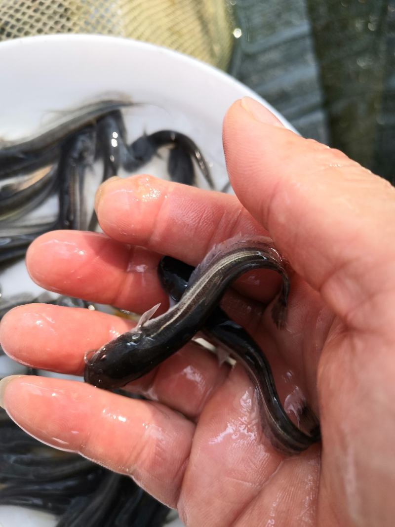 优质鲶鱼，【产地直销】大口鲶鱼，胡子鲶鱼，量大可以优惠。