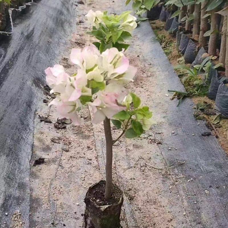 三角梅，各种颜色规格三角梅有需要的联系量大优惠欢迎下单