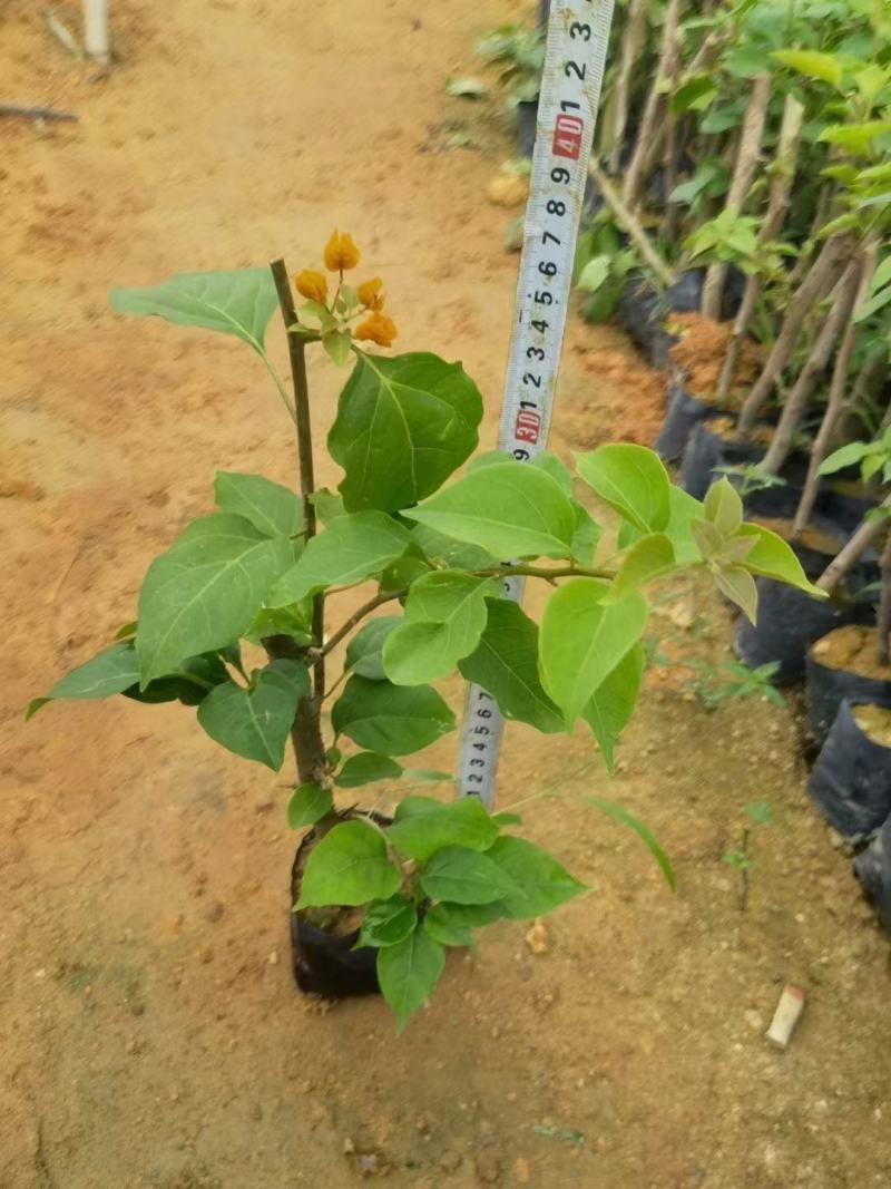 三角梅，各种颜色规格三角梅有需要的联系量大优惠欢迎下单
