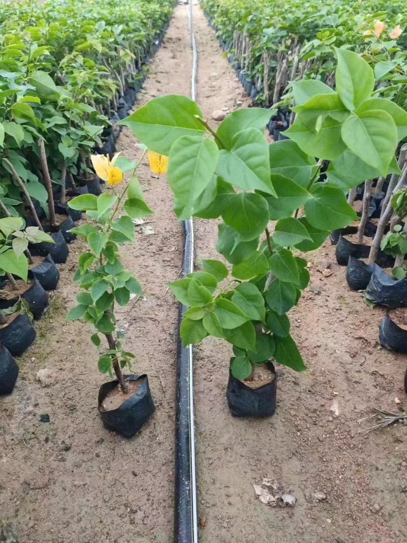 三角梅，各种颜色规格三角梅有需要的联系量大优惠欢迎下单
