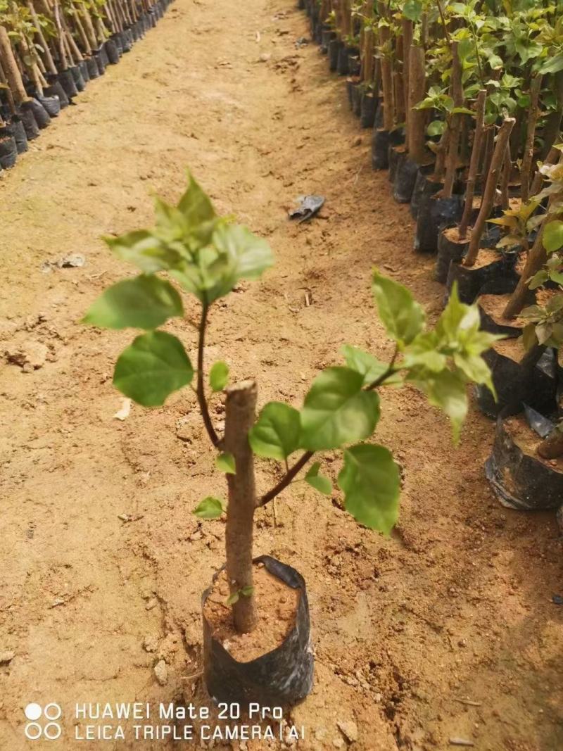 三角梅，各种颜色规格三角梅有需要的联系量大优惠欢迎下单