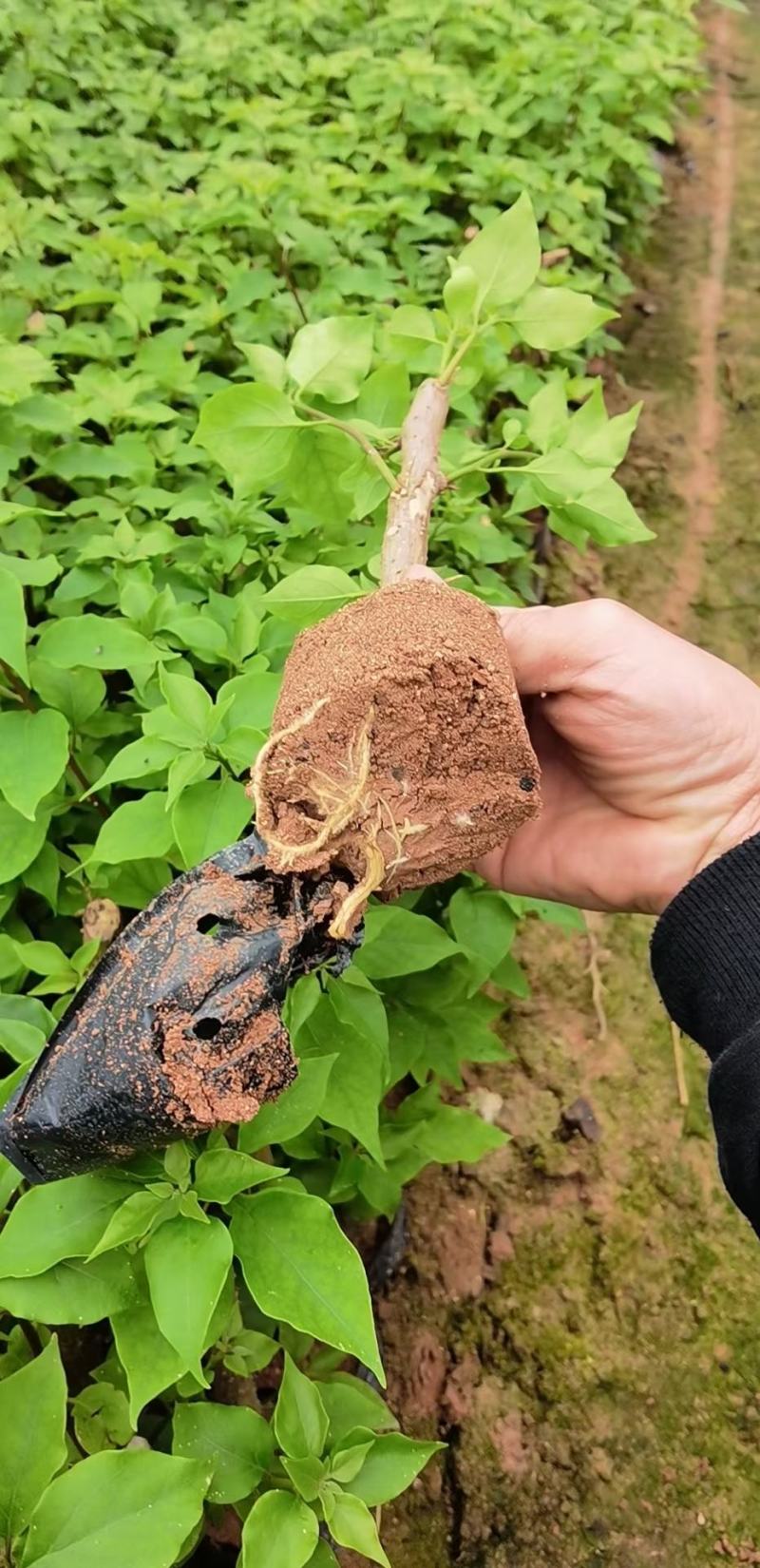 三角梅，各种颜色规格三角梅有需要的联系量大优惠欢迎下单