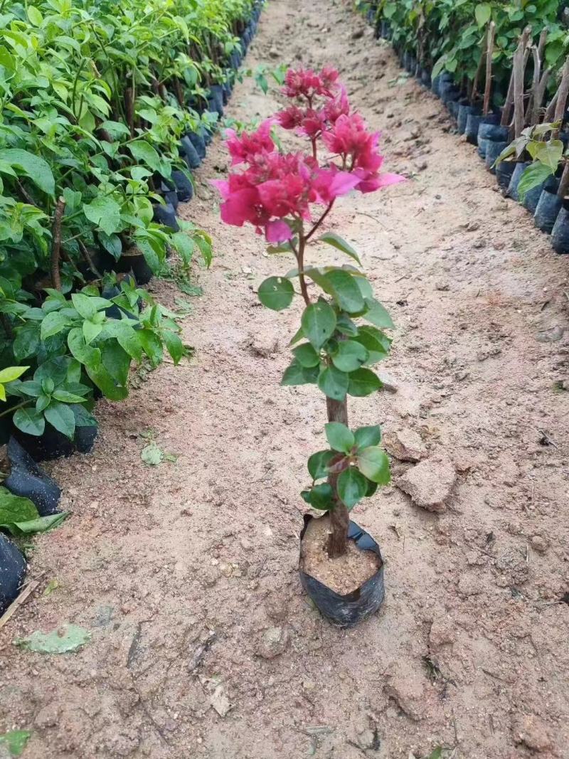 三角梅，各种颜色规格三角梅有需要的联系量大优惠欢迎下单