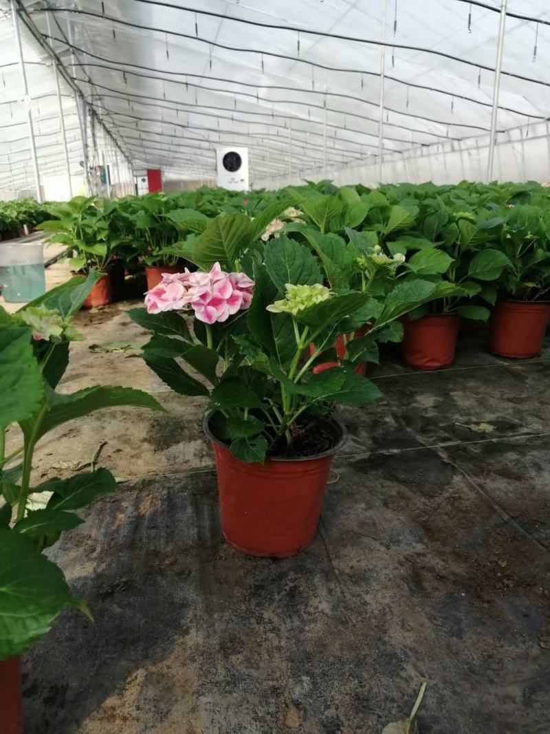 绣球绿化绣球花卉植物八仙花基地直发
