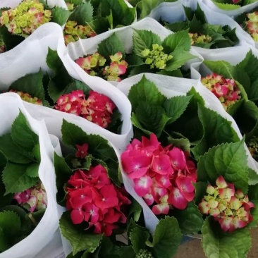 绣球绿化绣球花卉植物八仙花基地直发