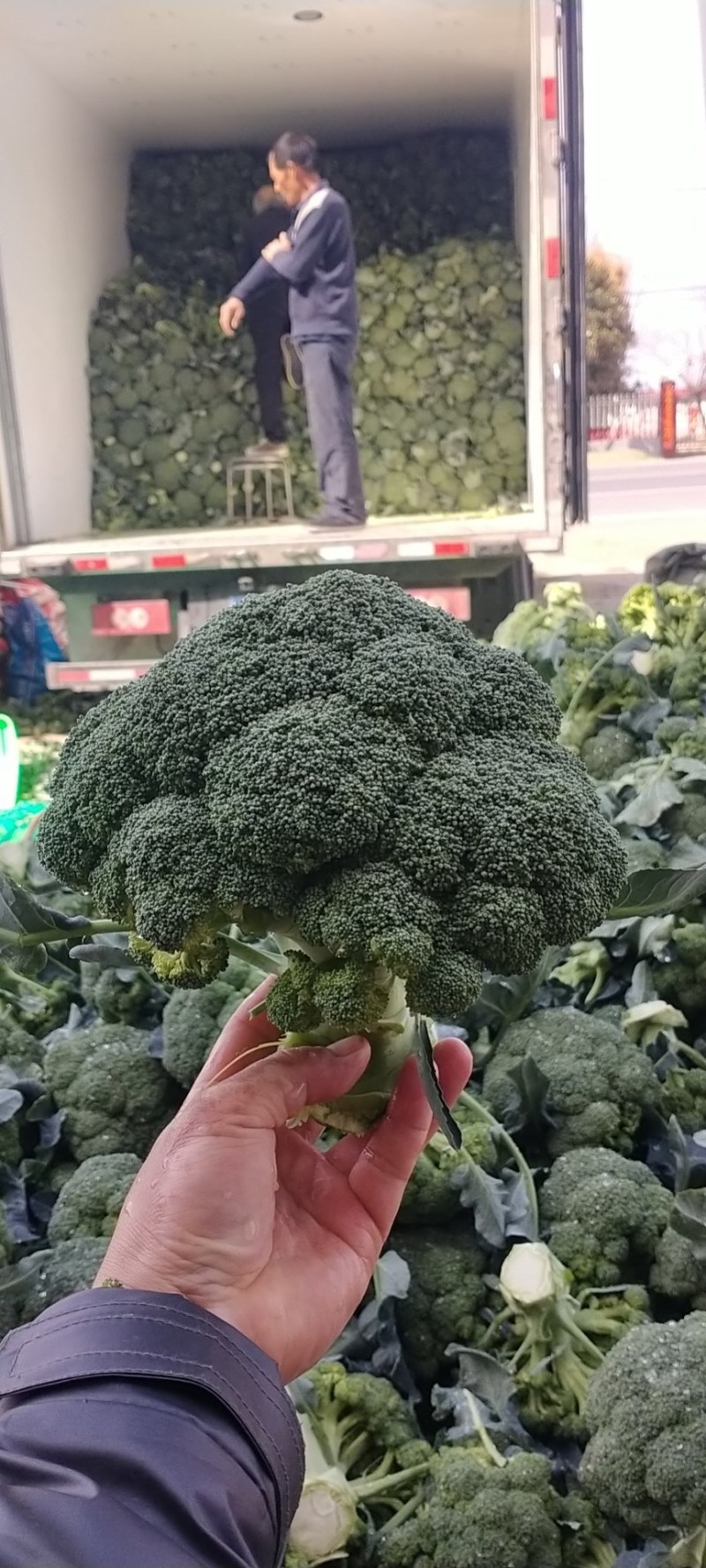 西兰花，耐寒优秀系列，亚非，绿宝石，台绿，花王等各种西兰