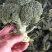 西兰花，耐寒优秀系列，亚非，绿宝石，台绿，花王等各种西兰