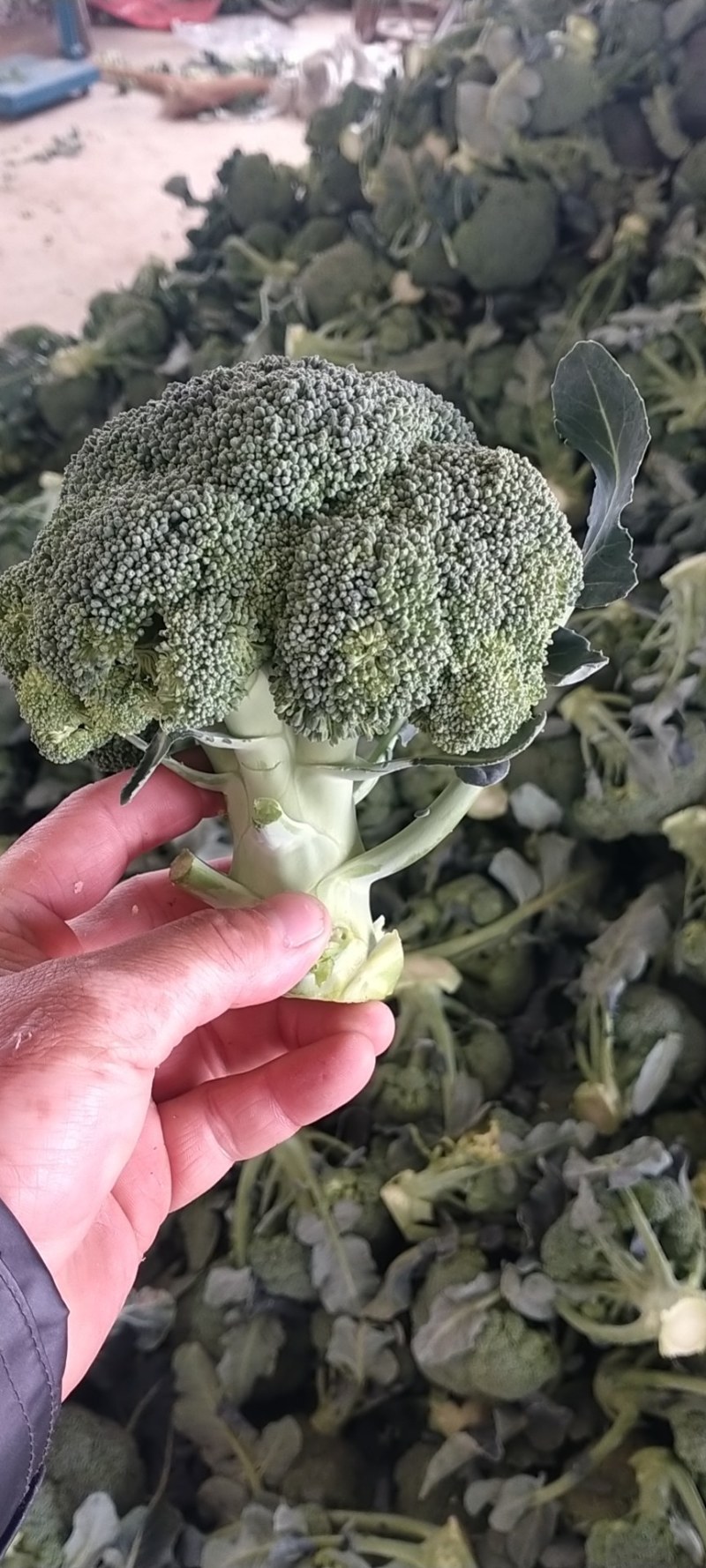 西兰花，耐寒优秀系列，亚非，绿宝石，台绿，花王等各种西兰