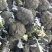 西兰花，耐寒优秀系列，亚非，绿宝石，台绿，花王等各种西兰