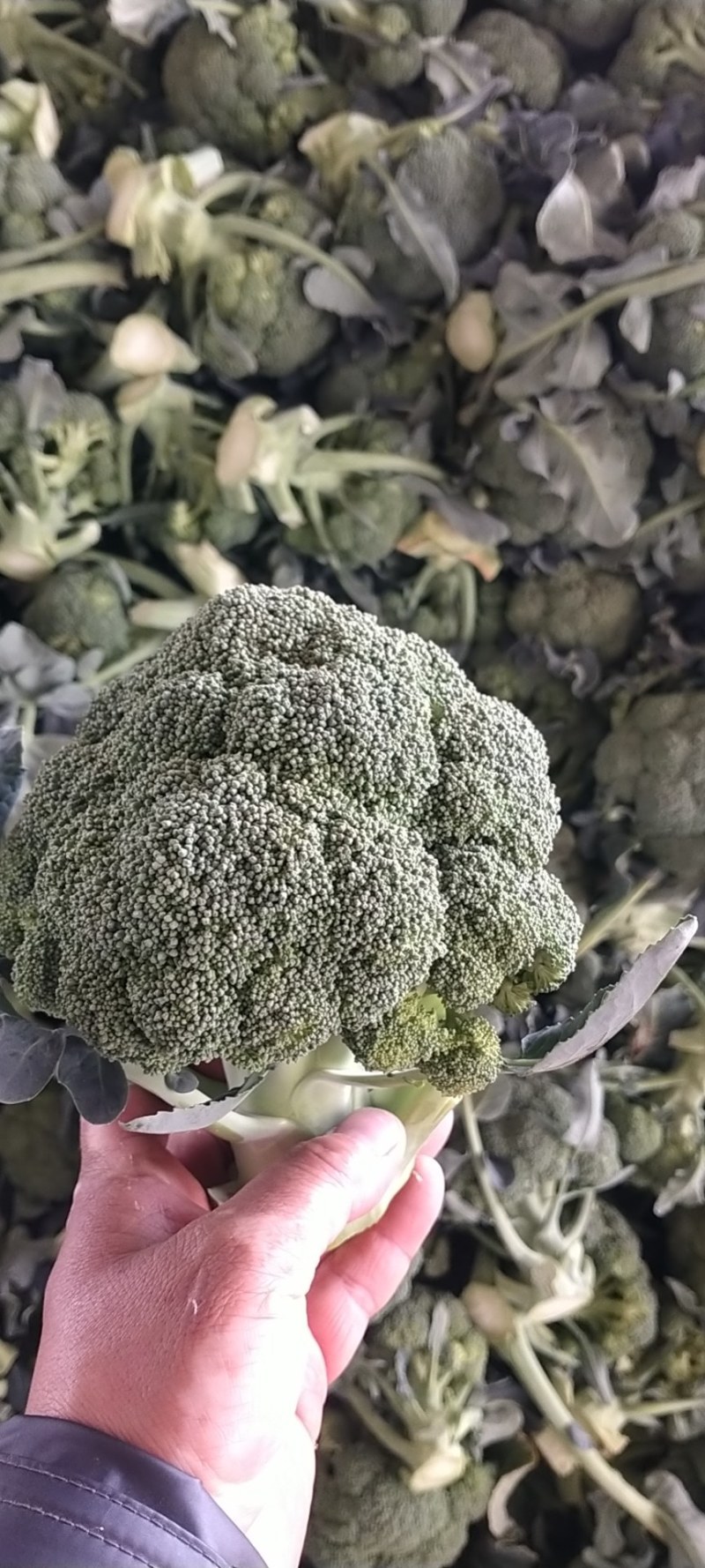 西兰花，耐寒优秀系列，亚非，绿宝石，台绿，花王等各种西兰