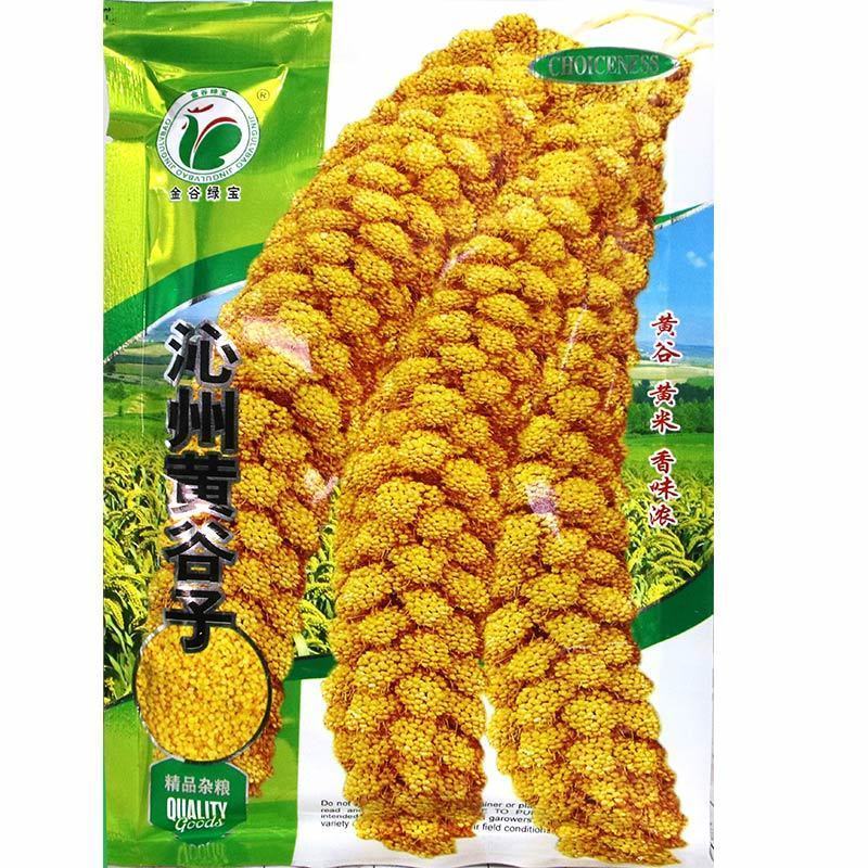 沁州黄谷子种子，生育期115-120天