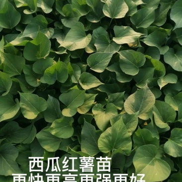 西瓜红薯苗