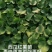 西瓜红薯苗