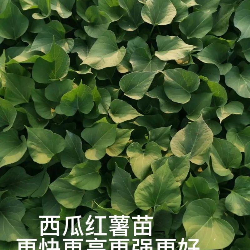 西瓜红薯苗