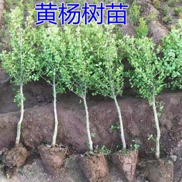 独杆黄杨苗小叶黄杨树苗盆栽瓜子黄杨苗雀舌黄杨盆景树桩