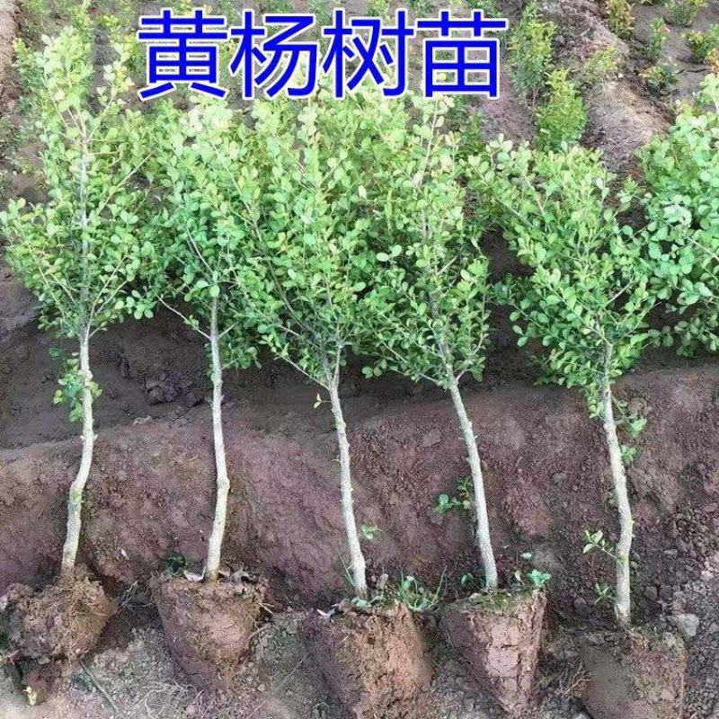 独杆黄杨苗小叶黄杨树苗盆栽瓜子黄杨苗雀舌黄杨盆景树桩