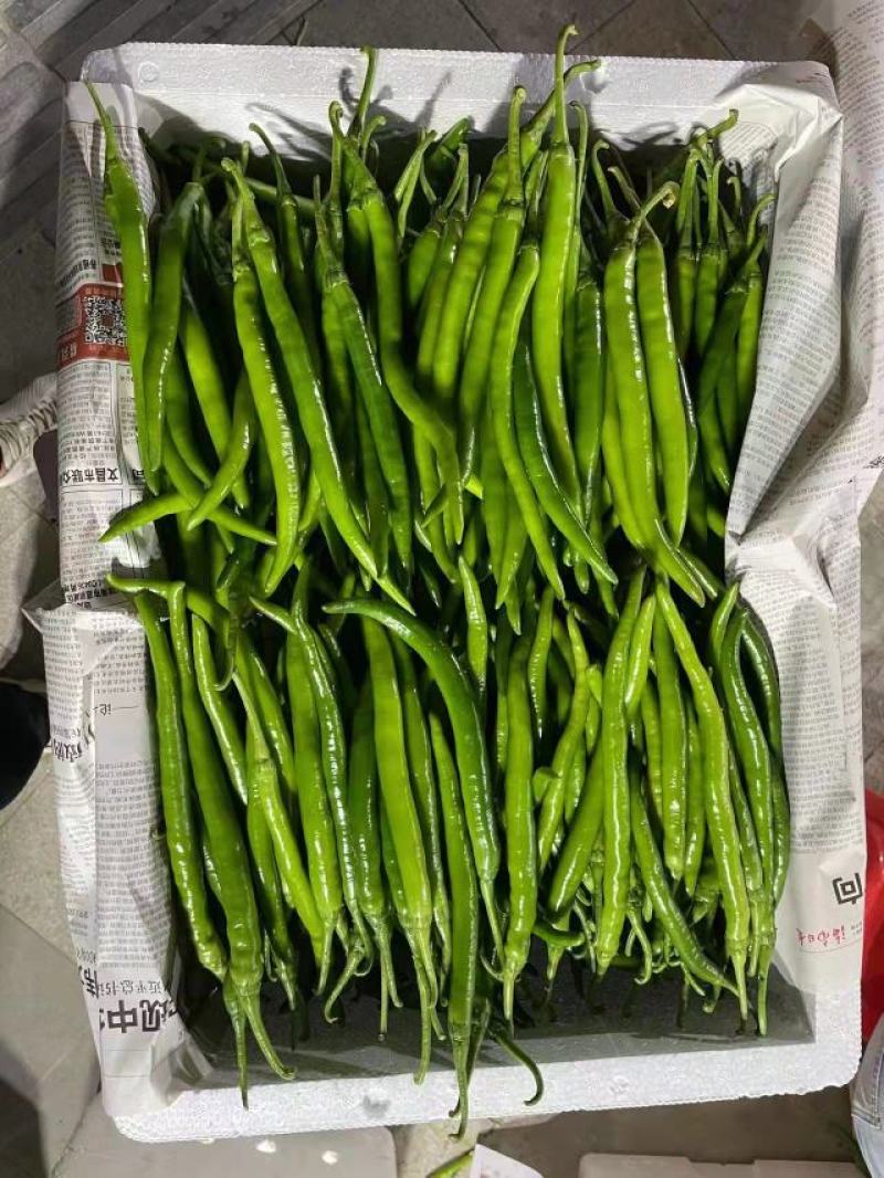 海南临高精品线椒，精品线椒品质好，价格底，质量保证