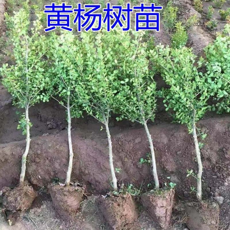 独杆黄杨苗小叶黄杨树苗盆栽瓜子黄杨苗雀舌黄杨盆景树桩