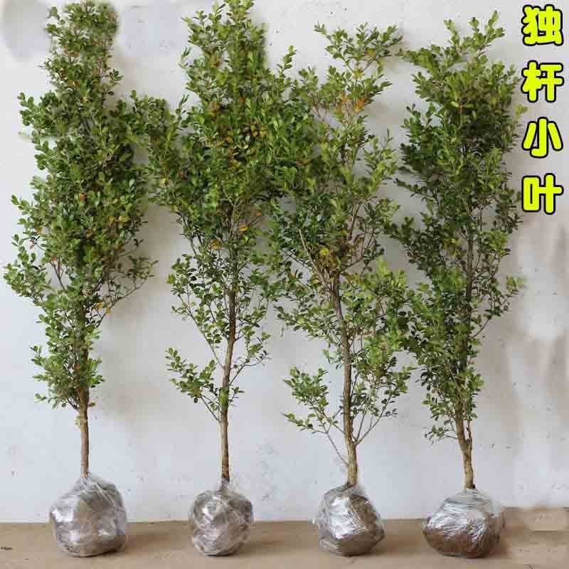 独杆黄杨苗小叶黄杨树苗盆栽瓜子黄杨苗雀舌黄杨盆景树桩