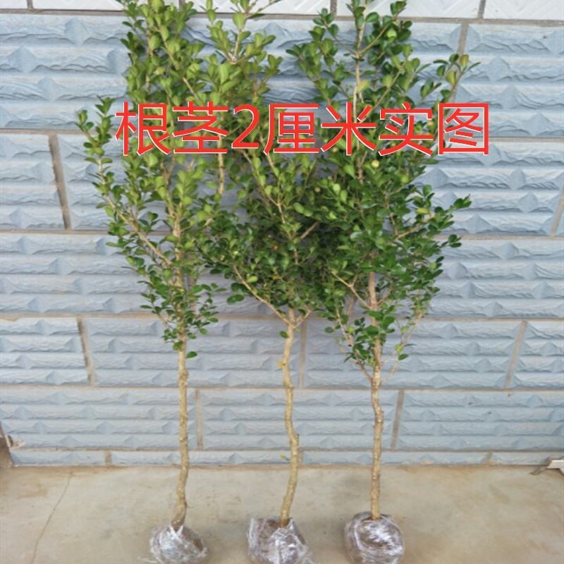 独杆黄杨苗小叶黄杨树苗盆栽瓜子黄杨苗雀舌黄杨盆景树桩