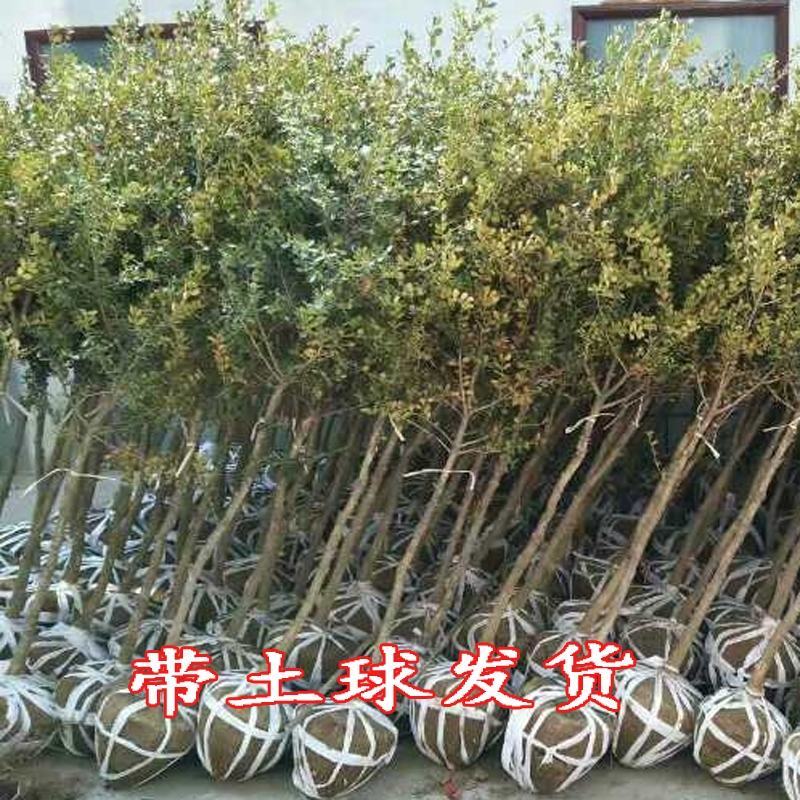 独杆黄杨苗小叶黄杨树苗盆栽瓜子黄杨苗雀舌黄杨盆景树桩