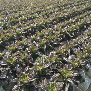 莴笋，广西莴笋大量上市