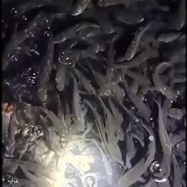 青鱼，基地直供，无病无伤，规格匀大水面培育，饲料训化