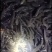 青鱼，基地直供，无病无伤，规格匀大水面培育，饲料训化
