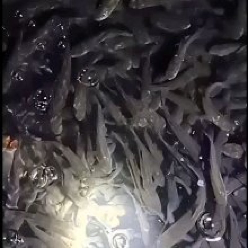 青鱼，基地直供，无病无伤，规格匀大水面培育，饲料训化
