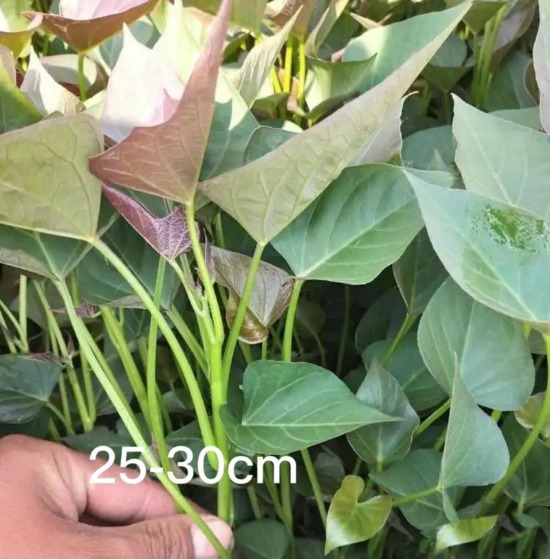 出售西瓜红薯苗。欢迎大家关注我，在一亩田与我做生意