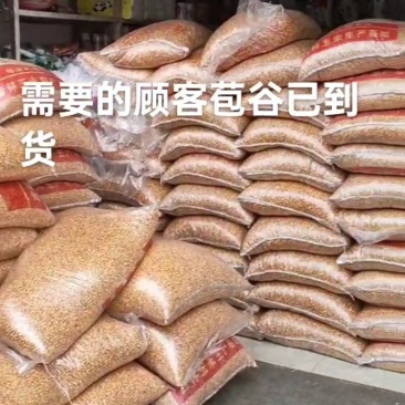 干玉米